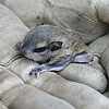 baby flying squirrel